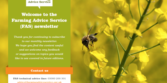 May FAS Newsletter Front Page - Bee on Flower
