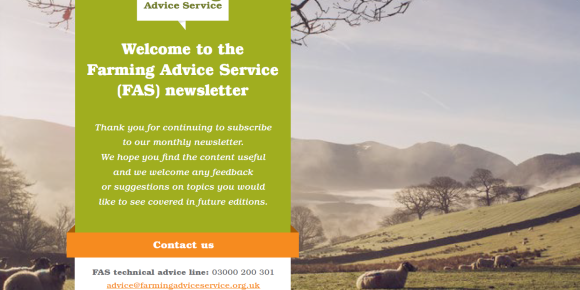 FAS November 2023 Newsletter Front page, Sheep on hillside