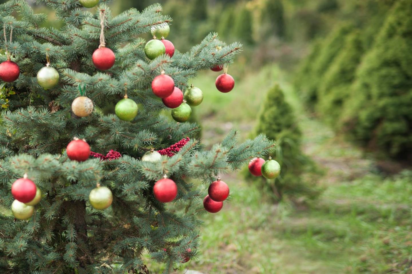 Decorated Christmas Tree
