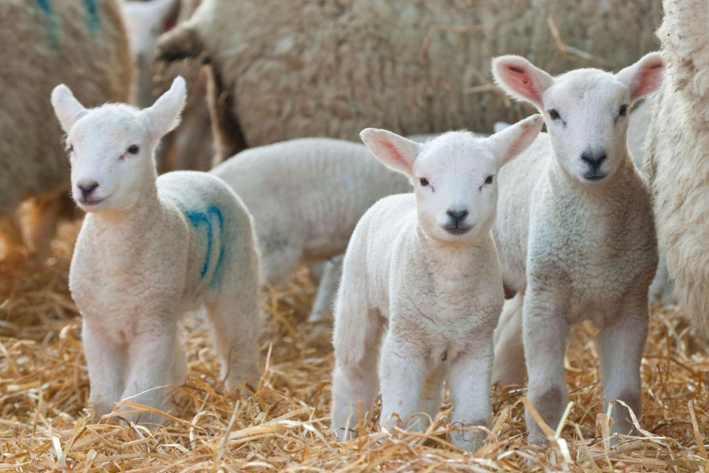 White faced new born Lleyn lambs with ewes on a farm at lambing time, UK