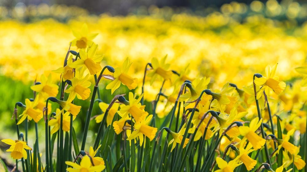 A field of daffodils