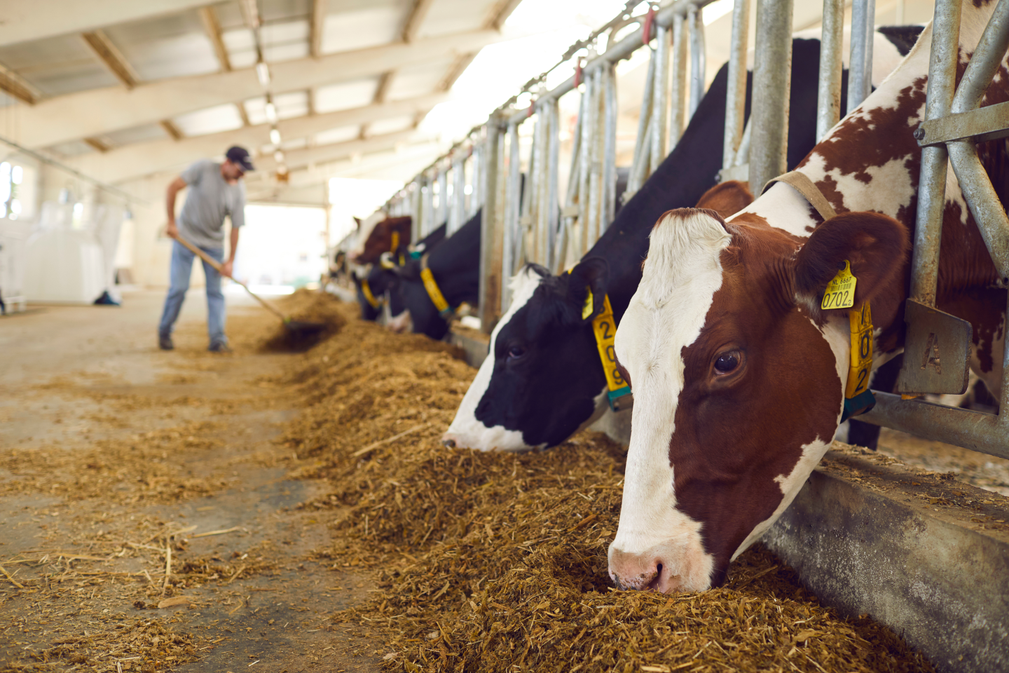 Cows