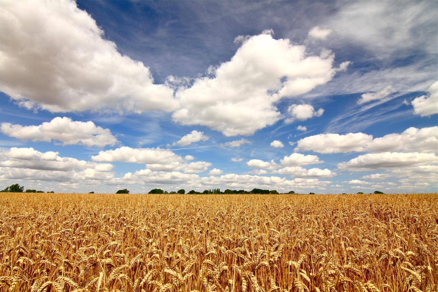 Crop field with blue sky