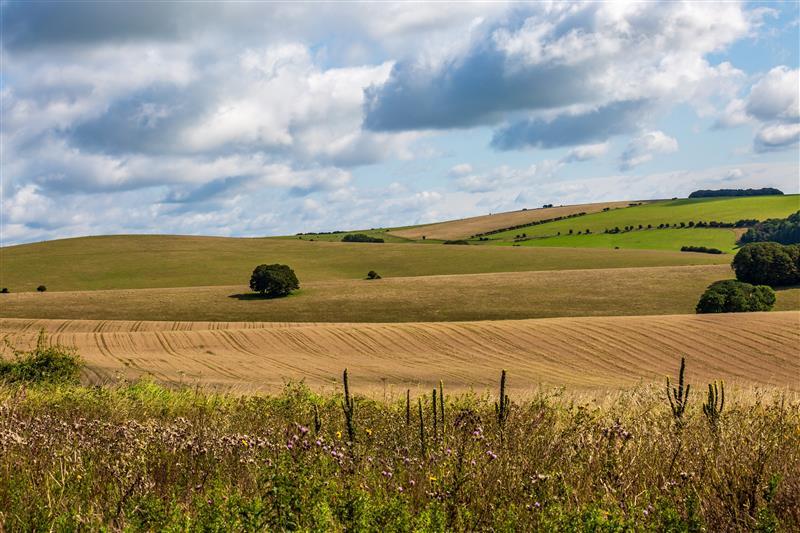 Field in summertime