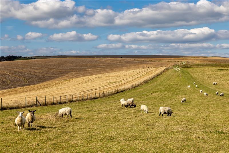 Field with sheep