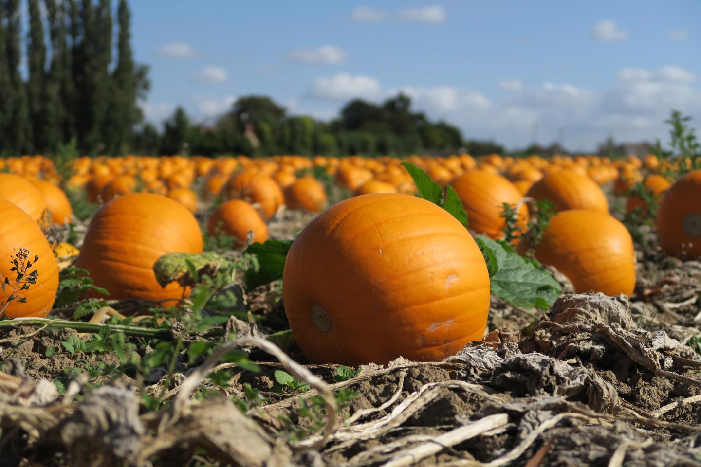 Pumpkins in a field