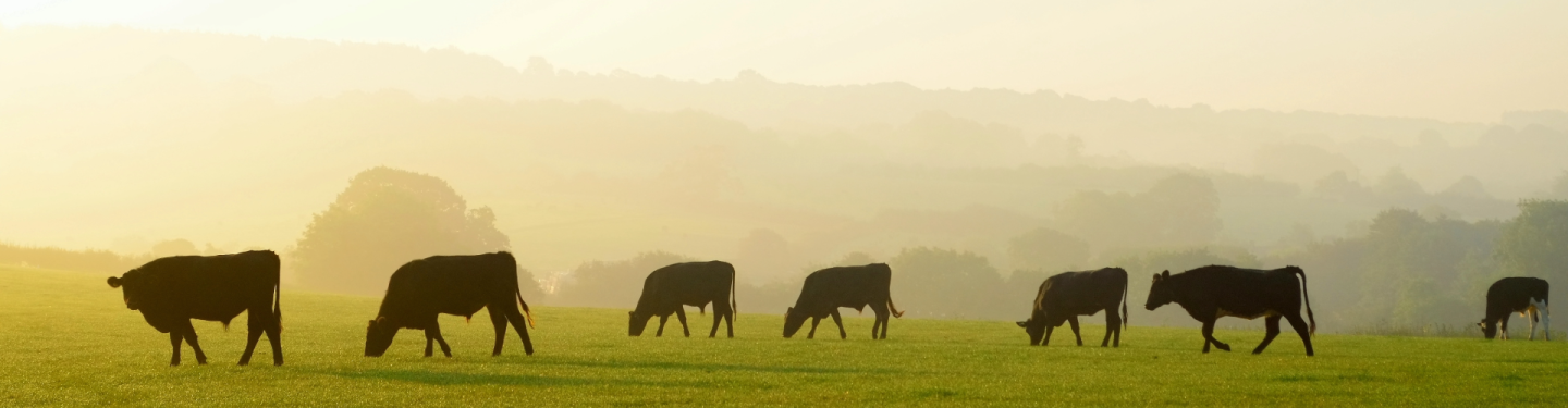 Cows in silhouette in misty field 