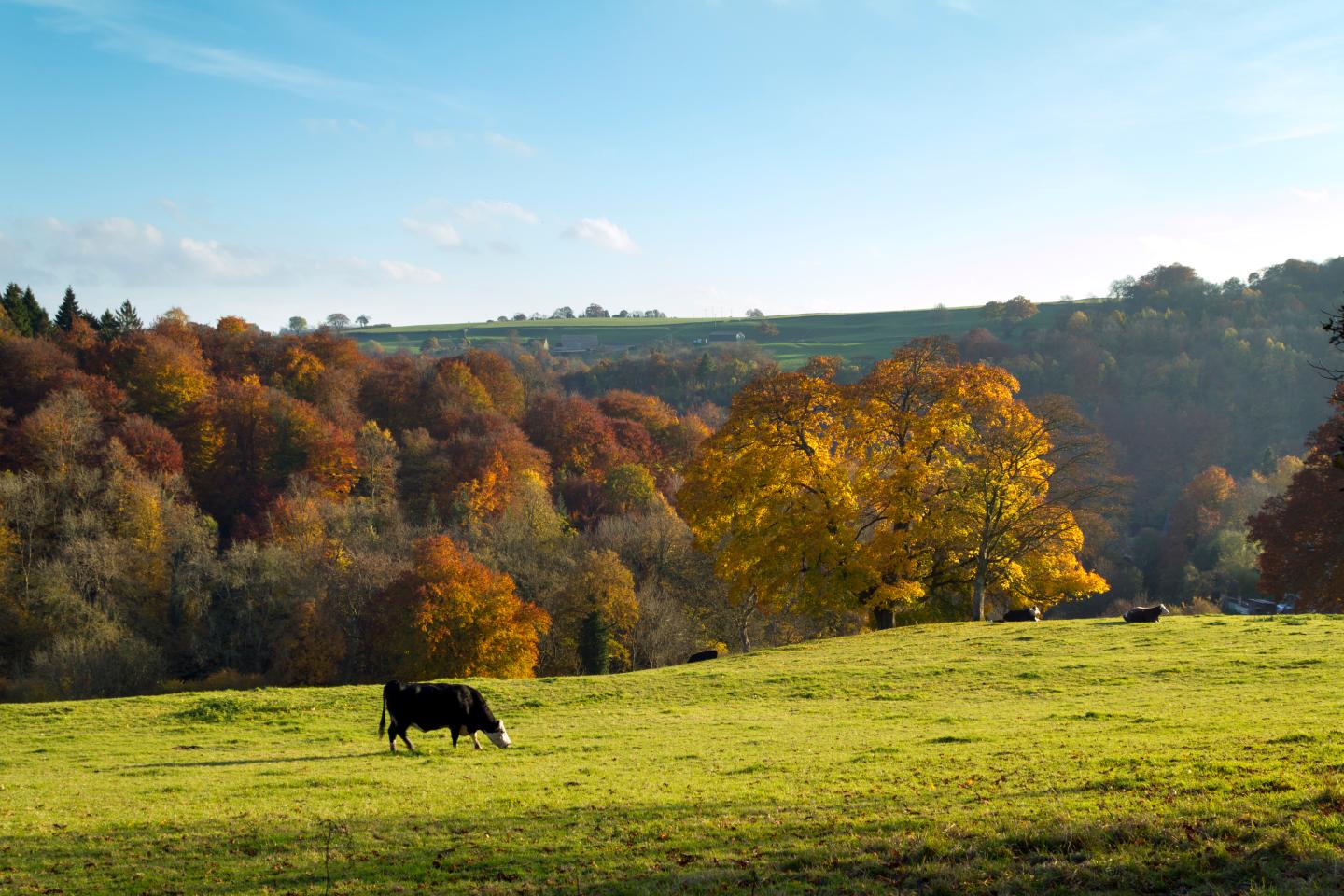 Cow in field