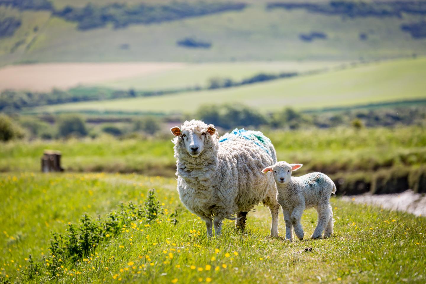 Sheep and Lamb in a field 