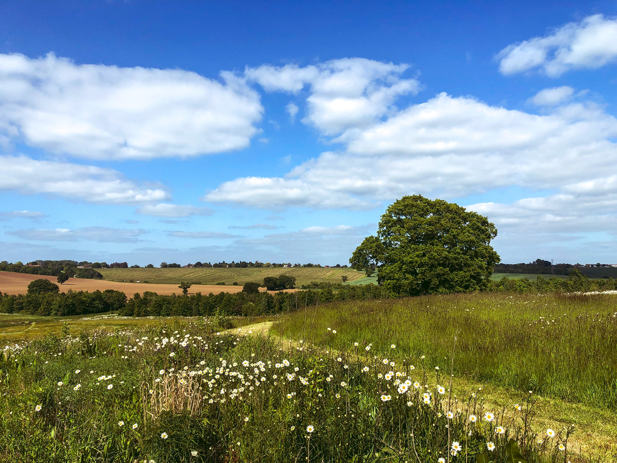 Sunny Countryide