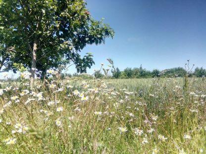 Flowers in field next to tree
