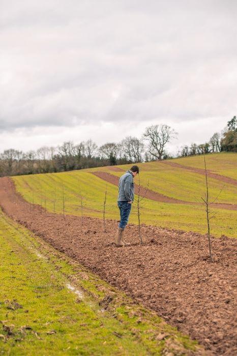 Farmer in field with fruit trees planted in a silvo-arable system.