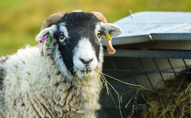 Sheep eating hay
