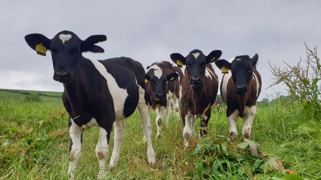 Dairy calves in field