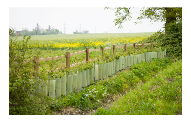 New hedge planted in rural Buckinghamshire countryside, UK