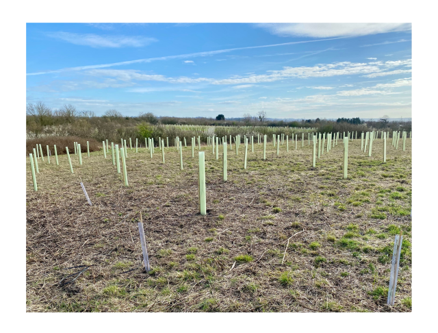 Many newly planted trees with protective tube across rough grassland