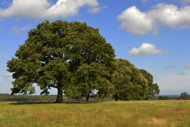 Trees in the countryside
