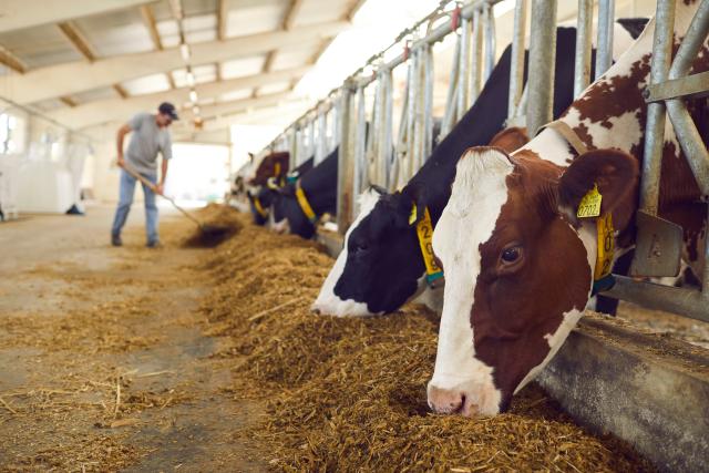 Dairy cows in England