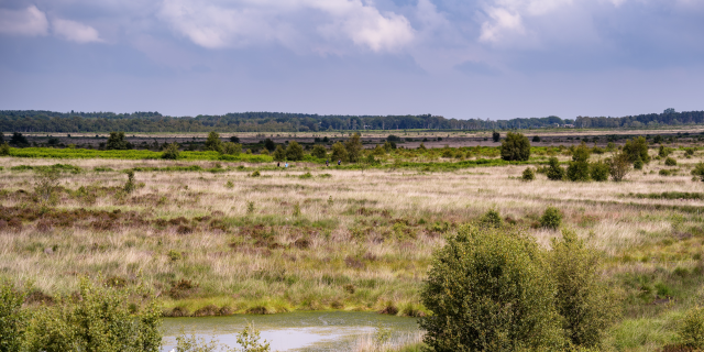 Peatland landscape