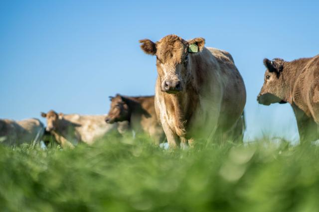 Cattle in field