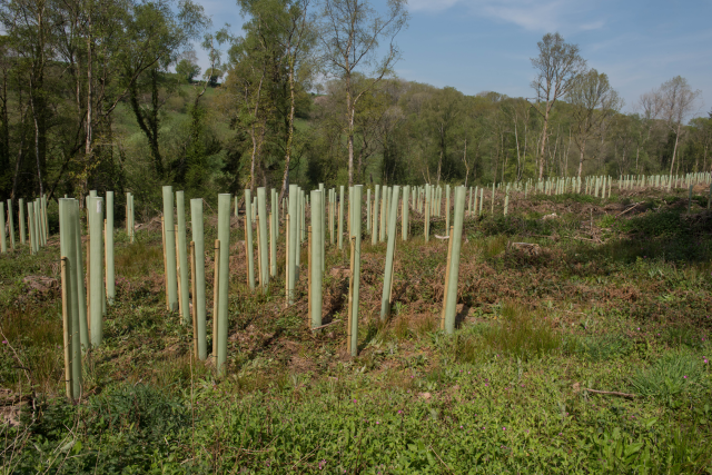 Newly planted trees