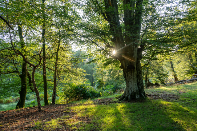 Woodland