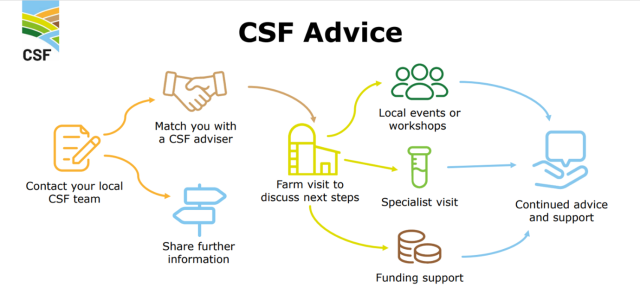 CSF Diagram