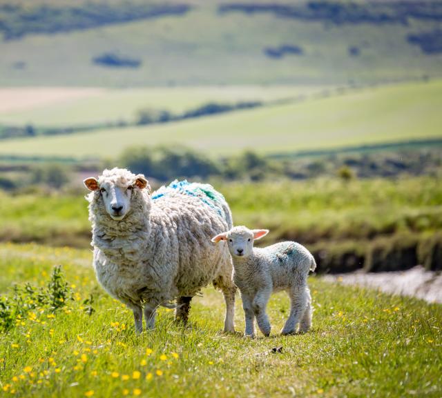 Cropped - sheep and lamp on river bank
