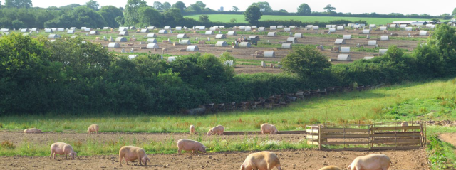 Outdoor pigs in farming landscape