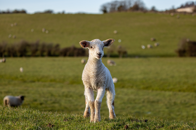 Lamb in field