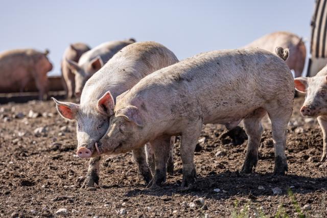Pigs