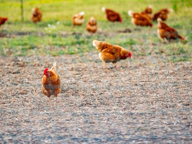 Free-range chickens in field