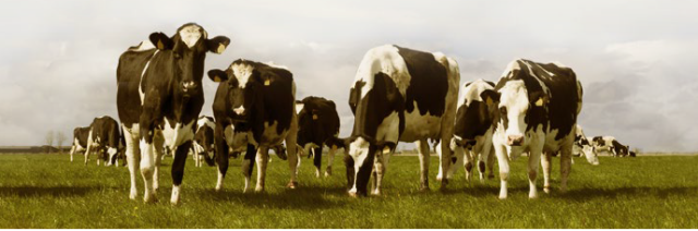 dairy cows in field