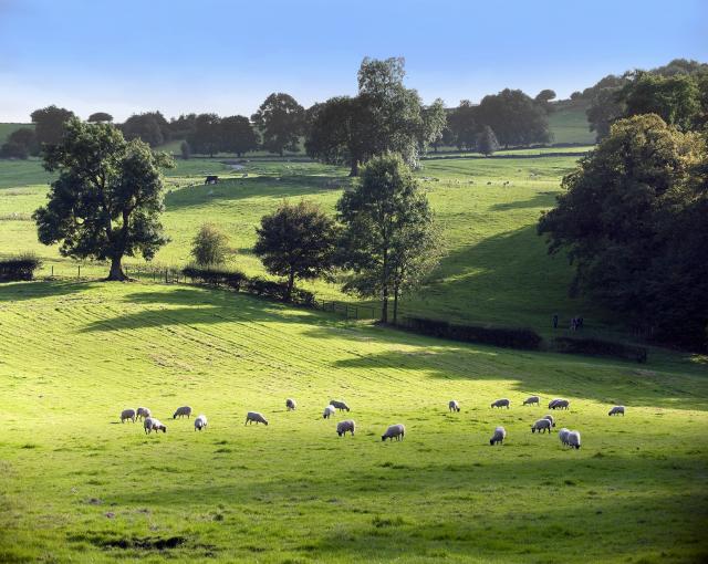 field with sheep