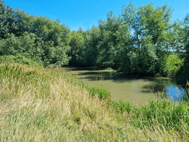 trees by river