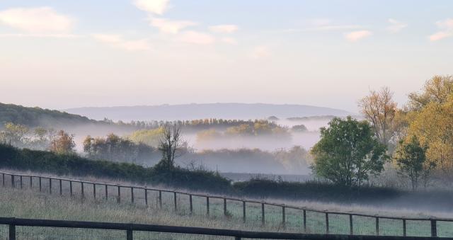 trees in mist