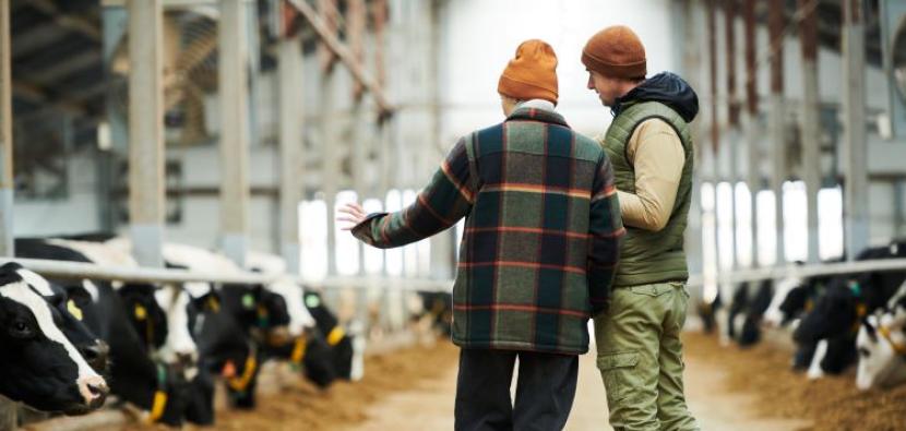 Farmers in discussion in cow shed