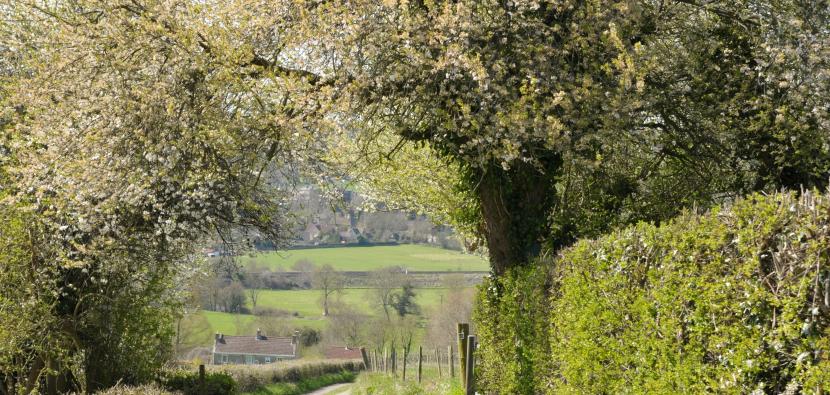 Hedgerow leading to countryside