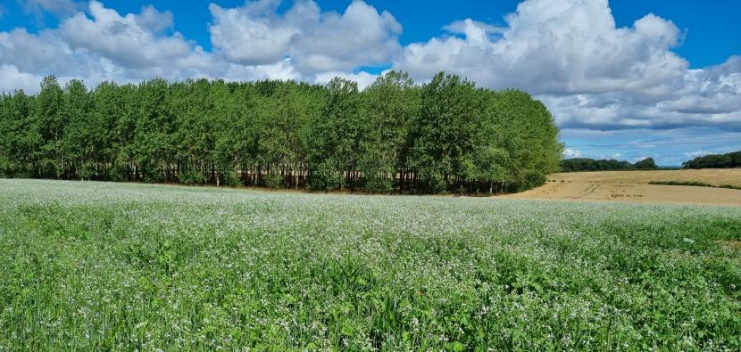 trees on field edge