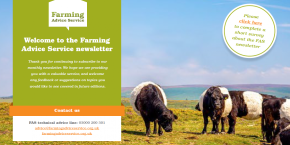 October 2021 front page - Belted Galloways
