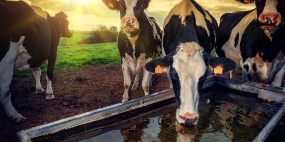 Cows drinking out of a trough