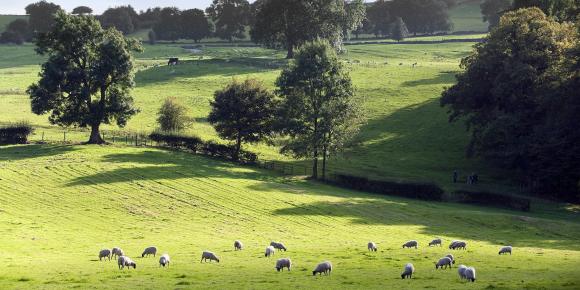 Landscape view of fields with sheep