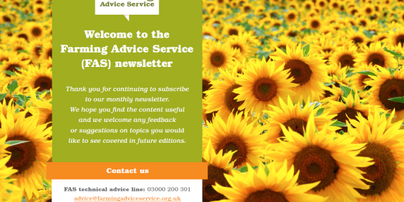 FAS August 2023 Newsletter Front page - field of sunflowers