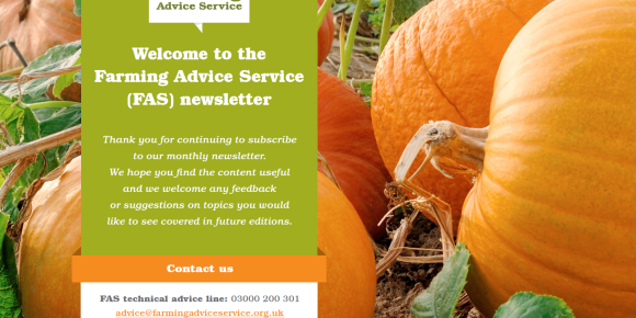 FAS October 23 Newsletter Front page - Pumpkins in a field