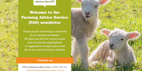 FAS March 2024 Front Page lambs