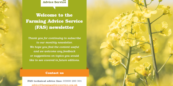 FAS April 2024 Newsletter Front page - field of oilseed flowers