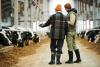 Farmers in discussion in cow shed
