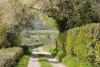 Hedgerow leading to countryside