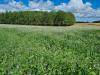 trees on field edge